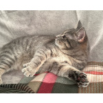 Котёнок Шаня ищет дом и любящую семью