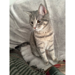 Котёнок Шаня ищет дом и любящую семью