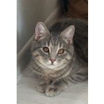 Котёнок Шаня ищет дом и любящую семью