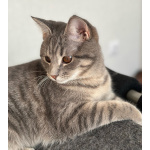 Котёнок Шаня ищет дом и любящую семью