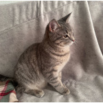 Котёнок Шаня ищет дом и любящую семью