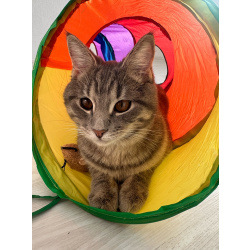 Котёнок Шаня ищет дом и любящую семью