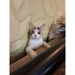 Ищет дом девочка Ириска!