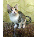 Ищет дом девочка Ириска!