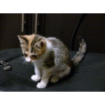 Ищет дом девочка Ириска!