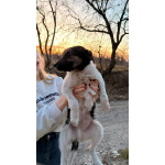 Симпатичный щенок мальчик ищет дом