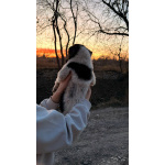 Симпатичный щенок мальчик ищет дом