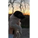 Симпатичный щенок мальчик ищет дом