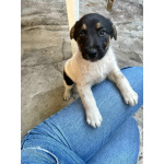 Симпатичный щенок мальчик ищет дом