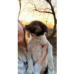 Симпатичный щенок мальчик ищет дом