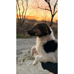 Симпатичный щенок мальчик ищет дом