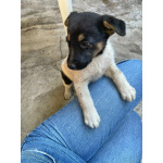 Симпатичный щенок мальчик ищет дом