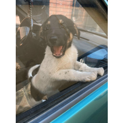 Симпатичный щенок мальчик ищет дом