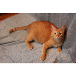 Кот Руди ищет дом!