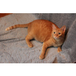 Кот Руди ищет дом!