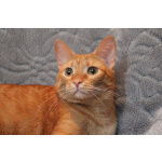 Кот Руди ищет дом!