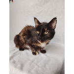 Мурка ищет дом!