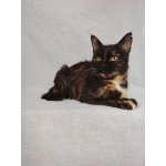 Мурка ищет дом!