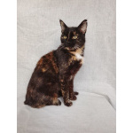 Мурка ищет дом!