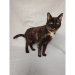 Мурка ищет дом!