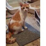 Замечательный котик Пьер Безухов ищет добрый дом!