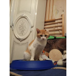 Замечательный котик Пьер Безухов ищет добрый дом!