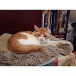 Замечательный котик Пьер Безухов ищет добрый дом!