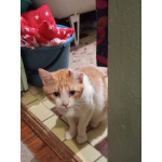 Замечательный котик Пьер Безухов ищет добрый дом!