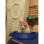 Замечательный котик Пьер Безухов ищет добрый дом!