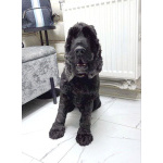 Ищет дом английский кокер-спаниель Даня.