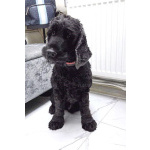 Ищет дом английский кокер-спаниель Даня.