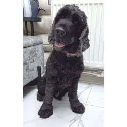 Ищет дом английский кокер-спаниель Даня.