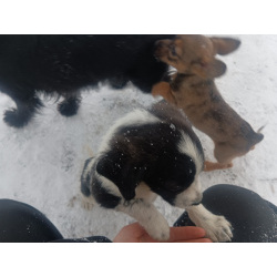 Отдам в добрые руки щенки очень послушные