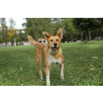 Совершенно чудесная, добрая и милая молодая собака