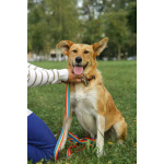 Совершенно чудесная, добрая и милая молодая собака