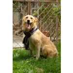 Совершенно чудесная, добрая и милая молодая собака