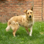 Совершенно чудесная, добрая и милая молодая собака