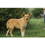 Совершенно чудесная, добрая и милая молодая собака