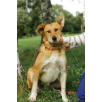 Совершенно чудесная, добрая и милая молодая собака