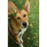 Совершенно чудесная, добрая и милая молодая собака