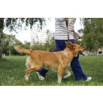 Совершенно чудесная, добрая и милая молодая собака