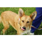 Совершенно чудесная, добрая и милая молодая собака