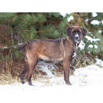 Красавица Лада, молодая добрая семейная собака ищет дом