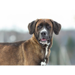 Красавица Лада, молодая добрая семейная собака ищет дом