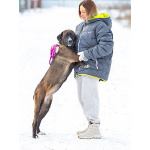 Красавица Лада, молодая добрая семейная собака ищет дом