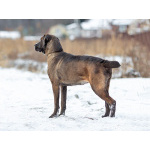 Красавица Лада, молодая добрая семейная собака ищет дом