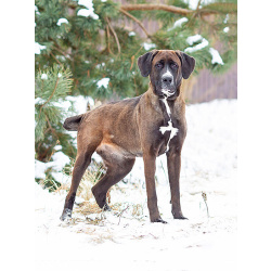 Красавица Лада, молодая добрая семейная собака ищет дом