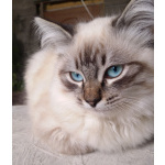 Котята Невская маскарадная color blue point пушистый