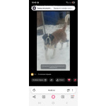 Детки сенбернар