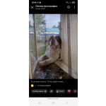 Детки сенбернар